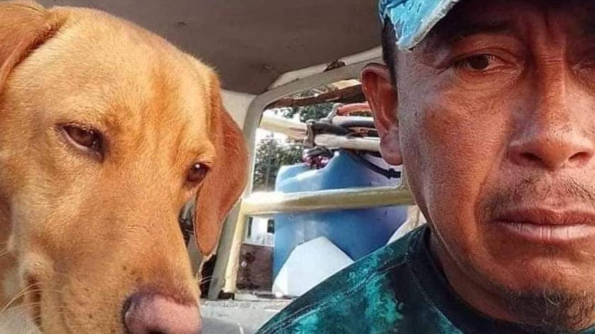Canelo, perrito rescatado en naufragio es candidato a rey del carnaval de Cozumel