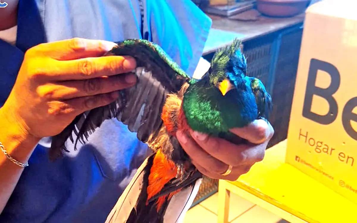 Rescatan a Quetzal Guatemalteco atrapado en árbol en CDMX