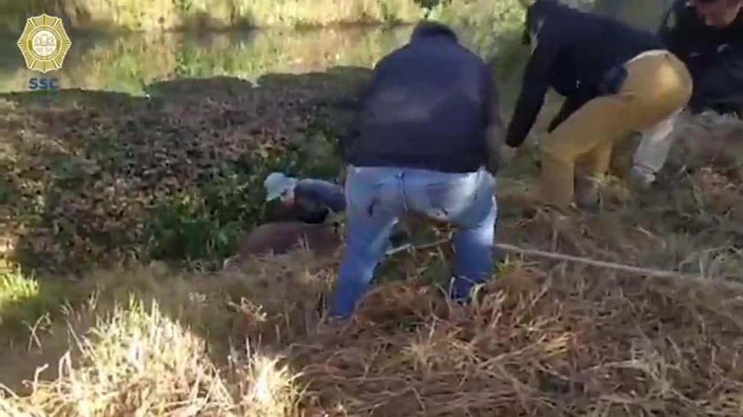 Video: Rescatan a un caballo que cayó a un canal en Xochimilco