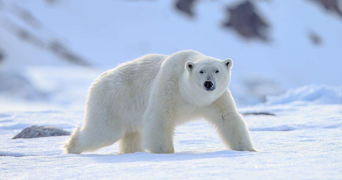 Osos polares, en riesgo de morir por inanición tras alteración del verano ártico
