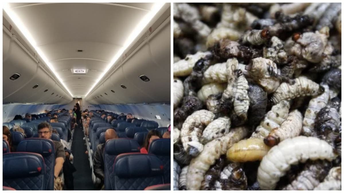 Una lluvia de gusanos obliga a dar media vuelta a un vuelo en Ámsterdam
