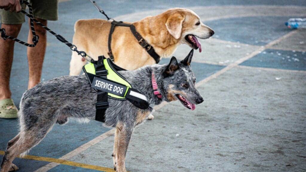 Anuncian semana nacional antirrábica en Solidaridad