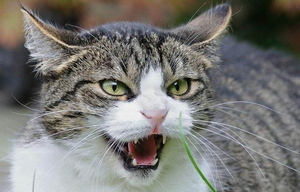 Tras muerte de una persona por rabia en Cancún, activan jornada de vacunación en Quintana Roo