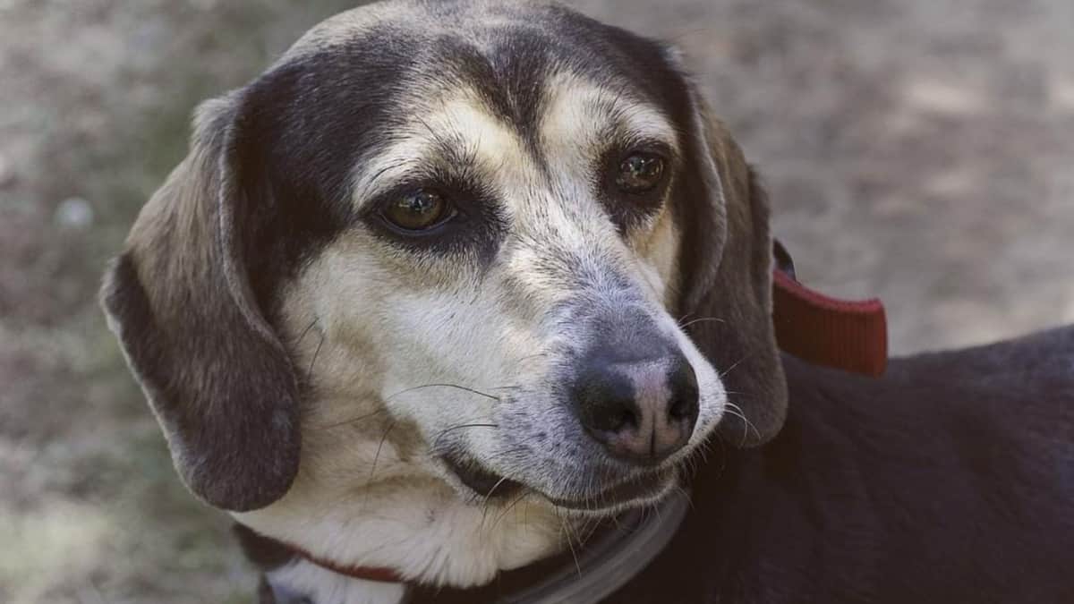 Alertan de perritos drogados en Playa del Carmen