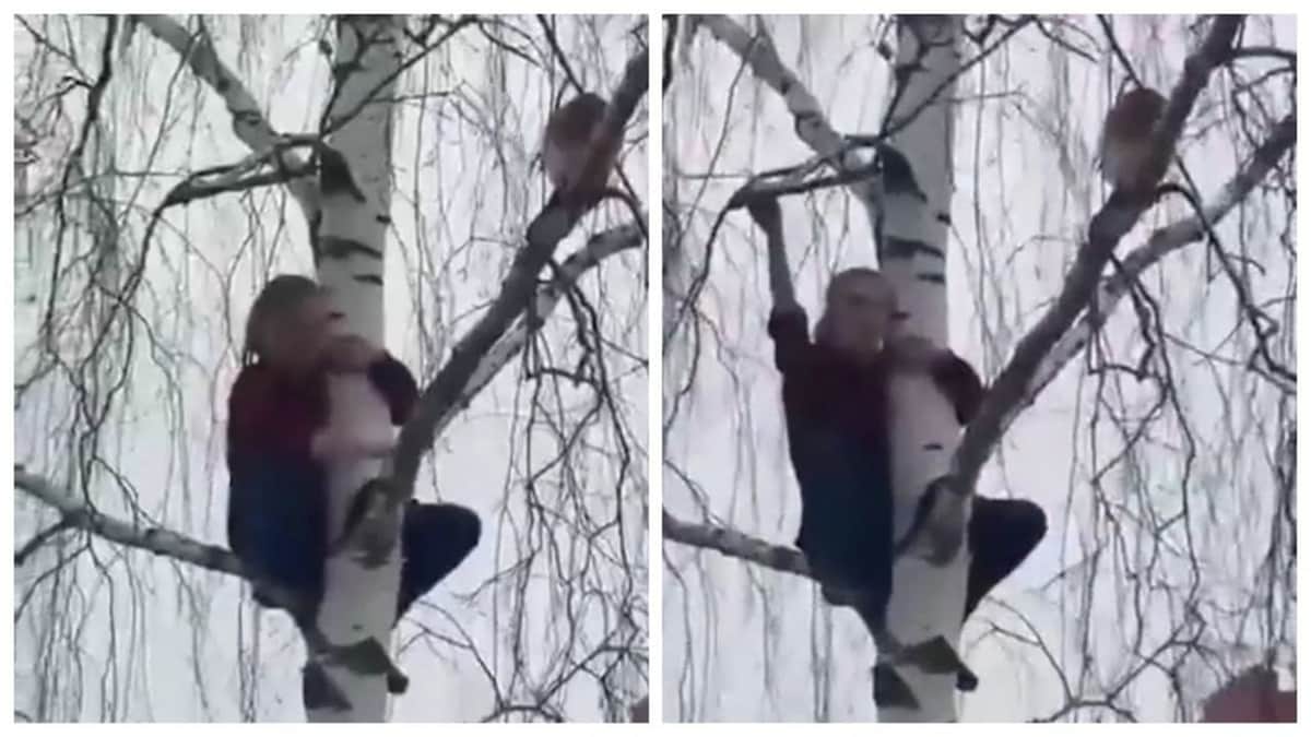 Video: Mujer acude al rescate de una gata y queda también atrapada en lo alto de un árbol