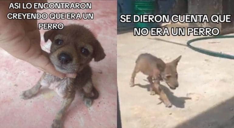 Video: Mujer adopta a perrito callejero sin darse cuenta que era una cría de coyote