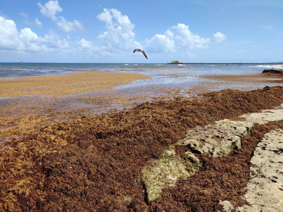 Científicos cubanos vinieron a Playa del Carmen a aprender sobre el manejo del sargazo