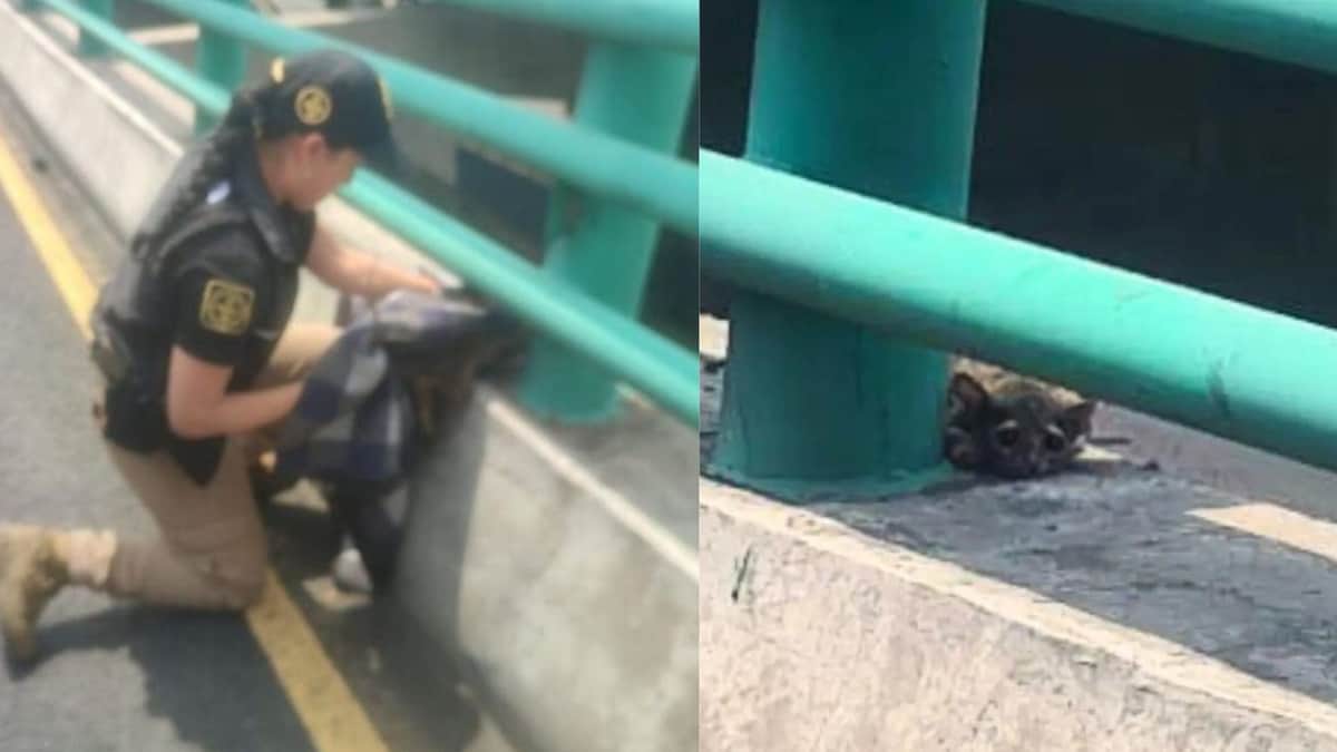 VIDEO: Rescatan a cacomixtle herido en el segundo piso del periférico de la alcaldía Álvaro Obregón, CDMX
