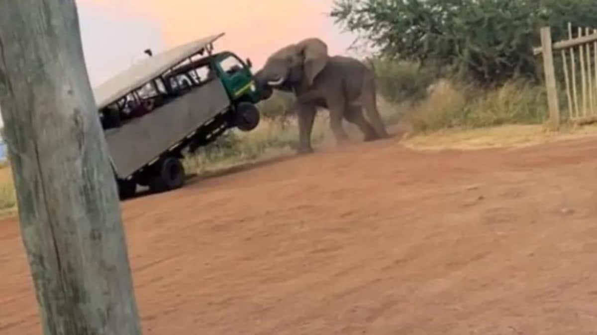 VIDEO: Elefante embiste camión de safari en Parque Nacional de Pilanesberg, en Sudáfrica