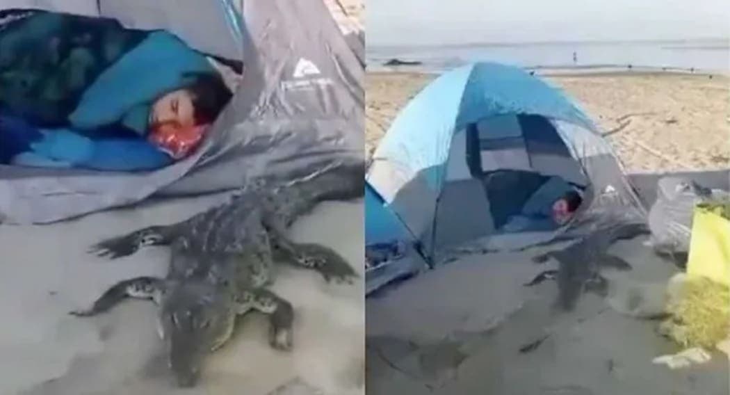 Video: Cocodrilo sorprende a turistas durante un campamento en Jalisco y hasta duerme con ellos