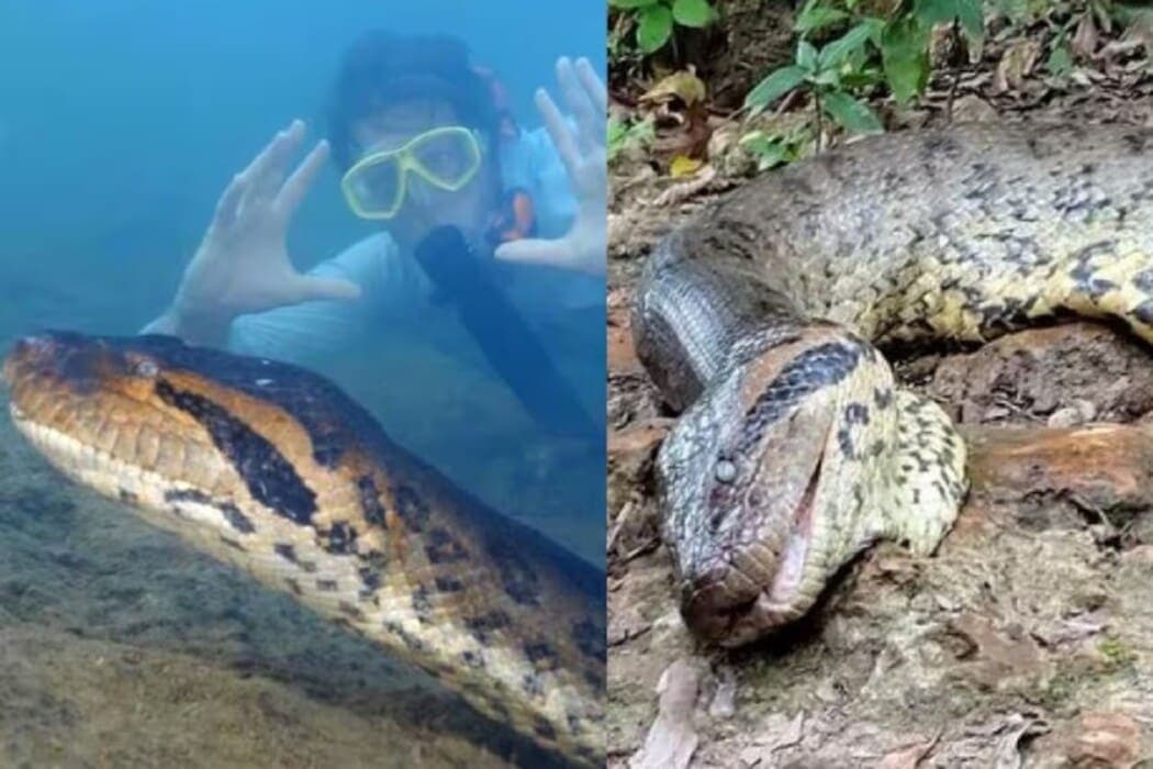 Cazadores matan a la anaconda más grande del mundo