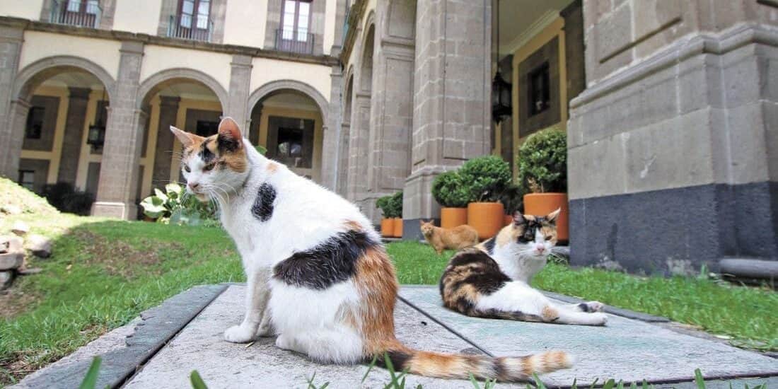 Gatos que viven en Palacio Nacional tendrán alimentación y cuidado de por vida, por orden de AMLO