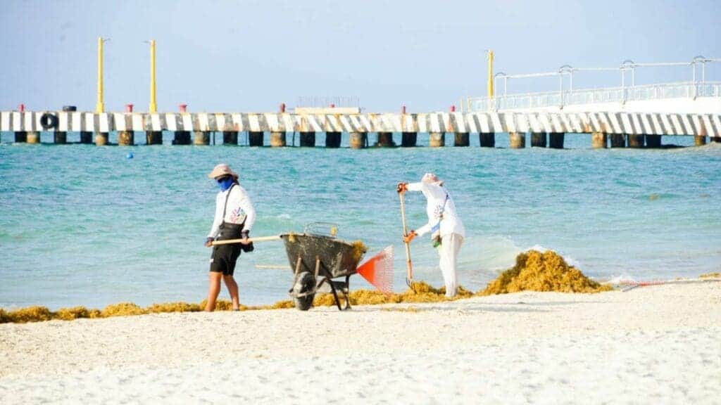 Conoce el semáforo de sargazo para este fin de semana