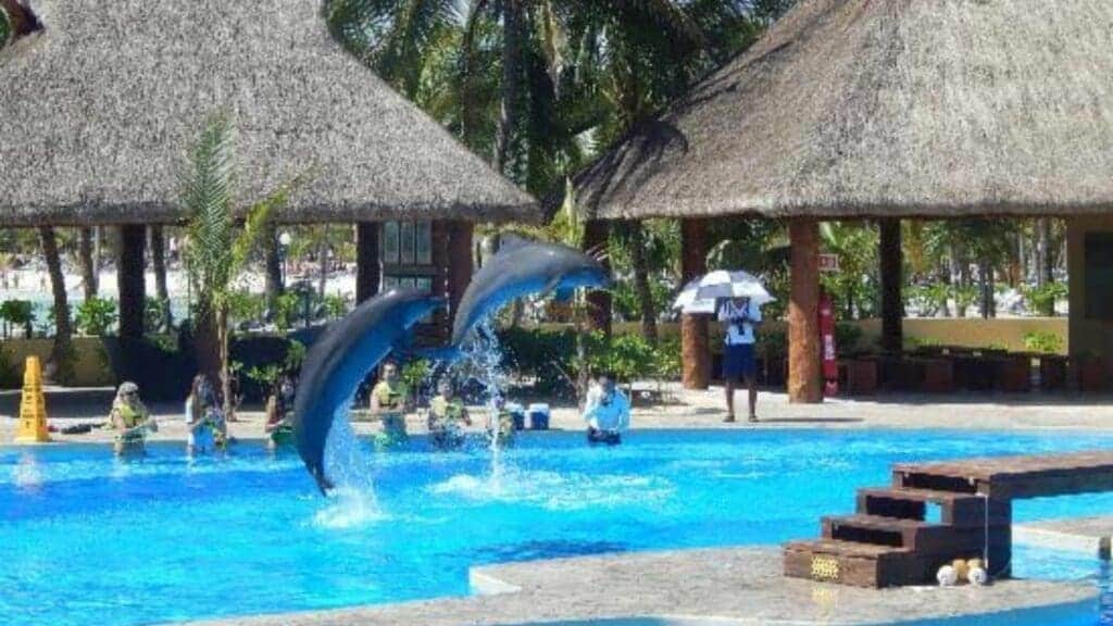 En Puerto Aventuras, activistas se manifestarán contra hotel Barceló Grand Maya por explotación animal en delfinarios