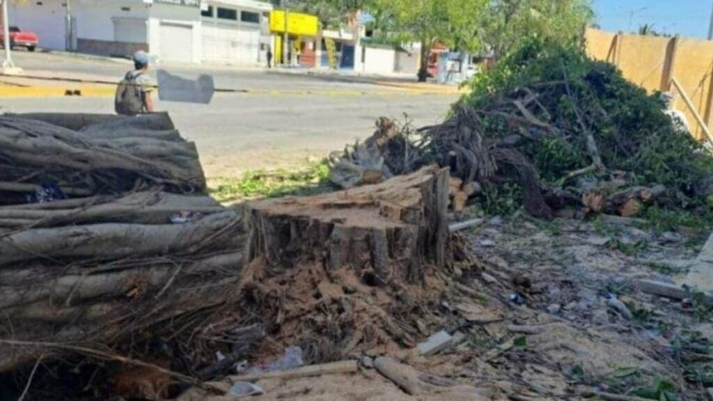 Empresa que taló dos árboles en Playa del Carmen no podrá abrir hasta que cumpla con todas las sanciones