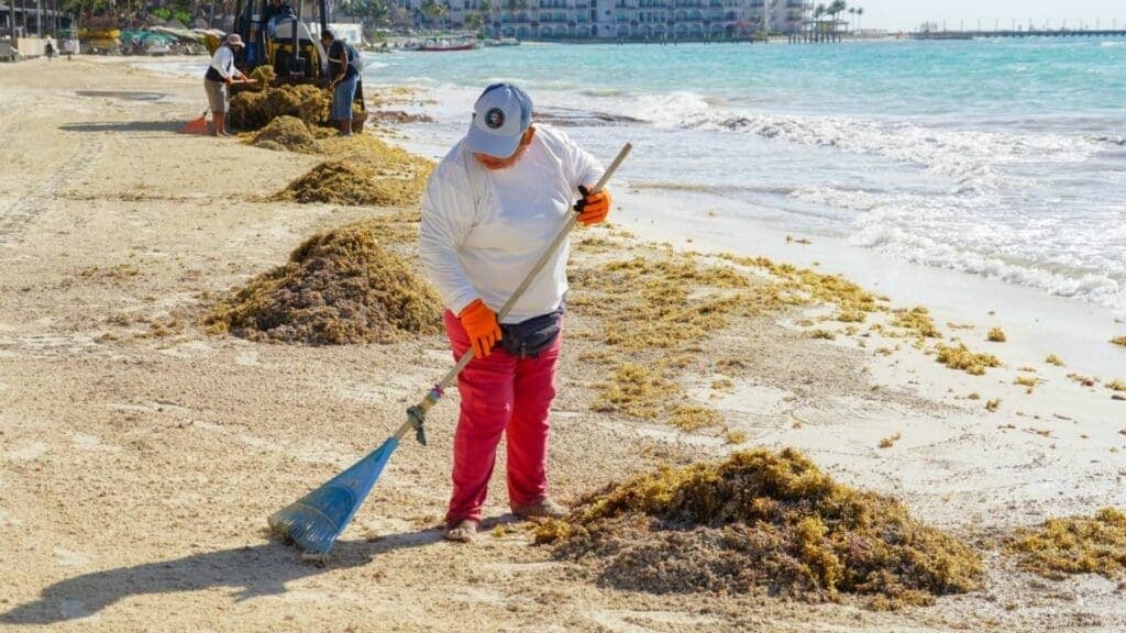 Conoce las condiciones de las playas con el semáforo de sargazo de Solidaridad