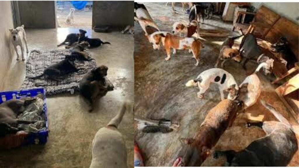 Incendio forestal en Tulum pone en riesgo un refugio de animales