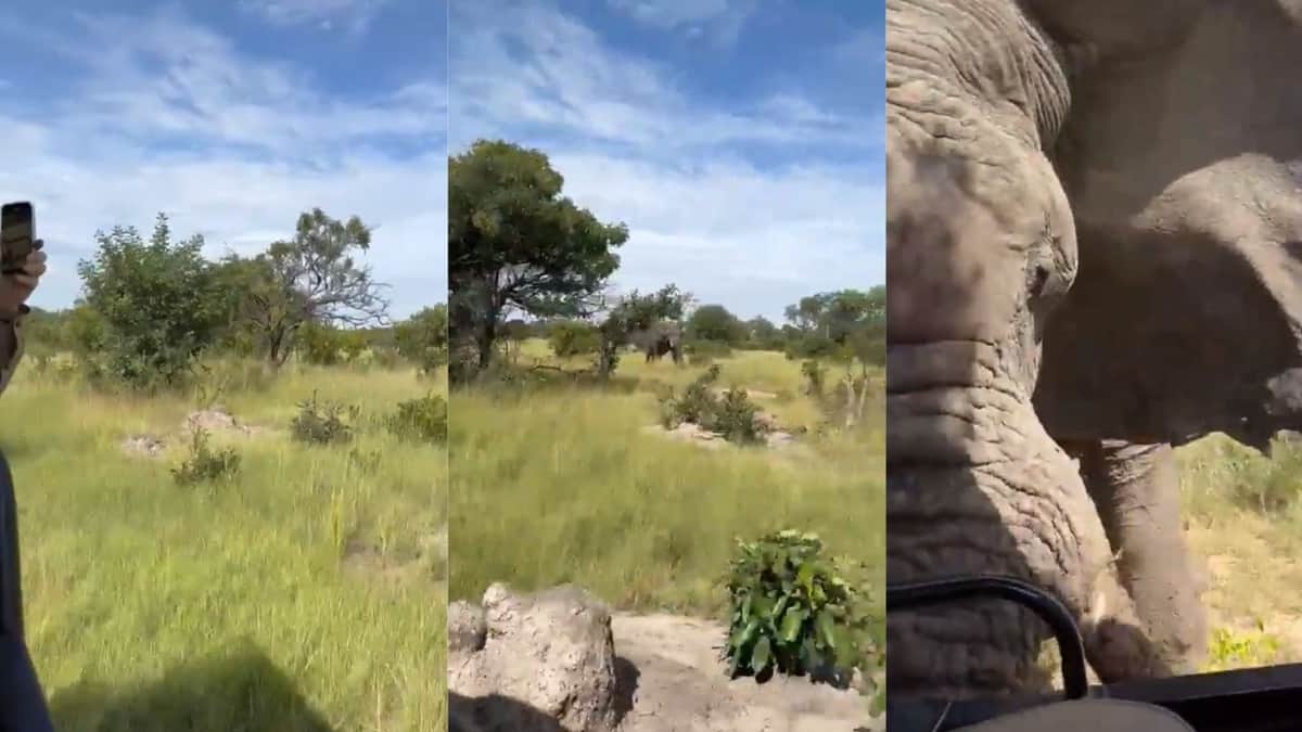 VIDEO: Elefante ataca a grupo de turistas y muere una mujer de 80 años en Zambia
