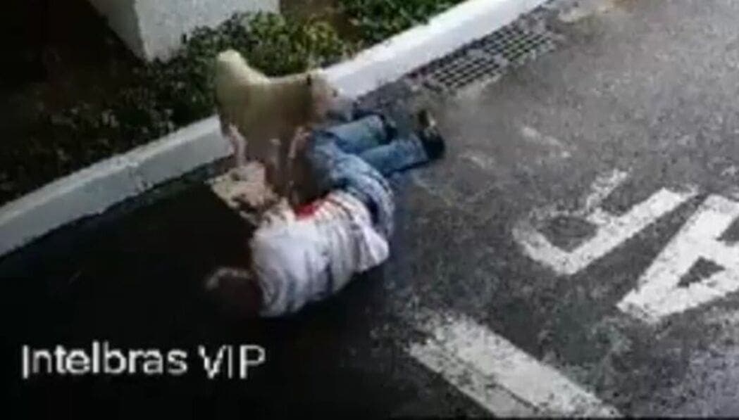 Video: Pitbulls atacan a perro y su dueño lo protege con su cuerpo