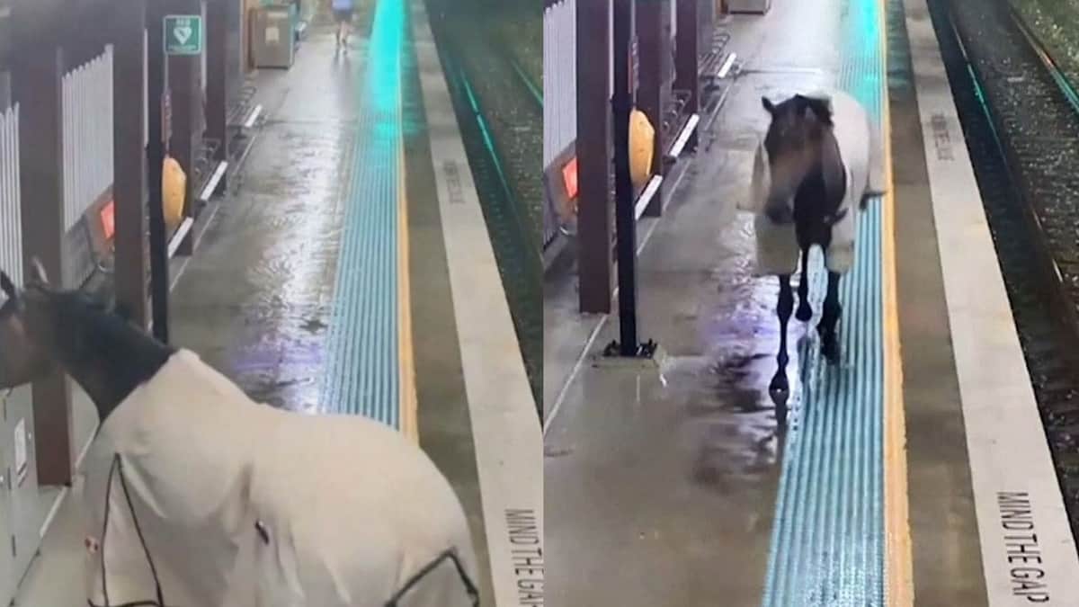 VIDEO: Caballo se escapa de un hipódromo y termina en el interior del Metro de Sídney