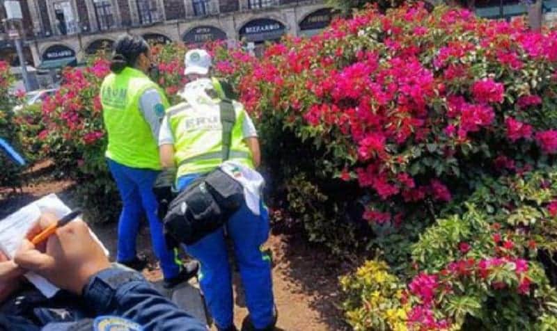 Encuentran el cadáver de un hombre en jardineras del Zócalo capitalino