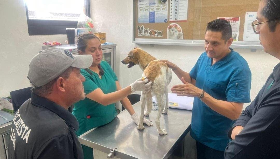 Video: Jóvenes arrojan a un perrito a un pozo en León, Guanajuato; ya fue rescatado