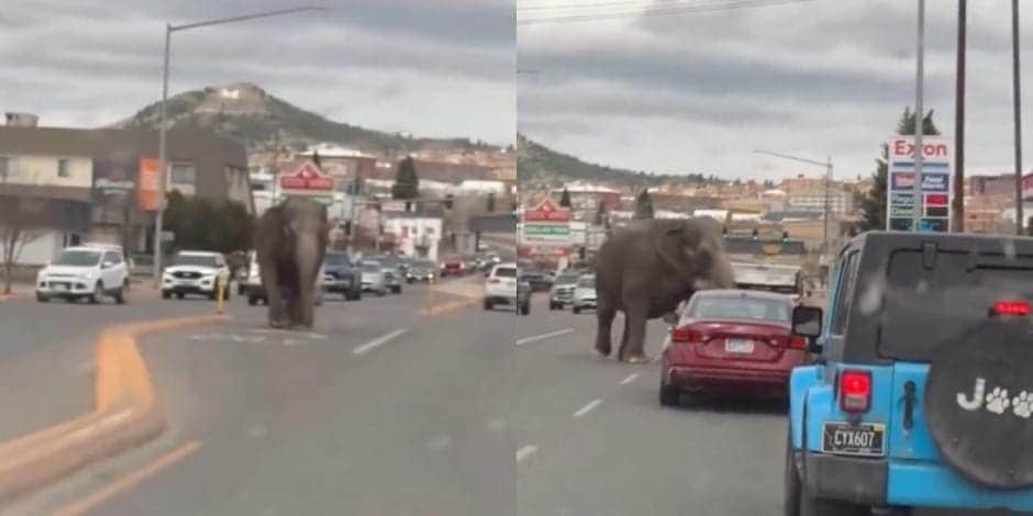 Video: Elefante escapó del circo y deambuló por las calles de Montana, EEUU