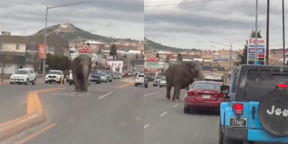 Video: Elefante escapó del circo y deambuló por las calles de Montana, EEUU