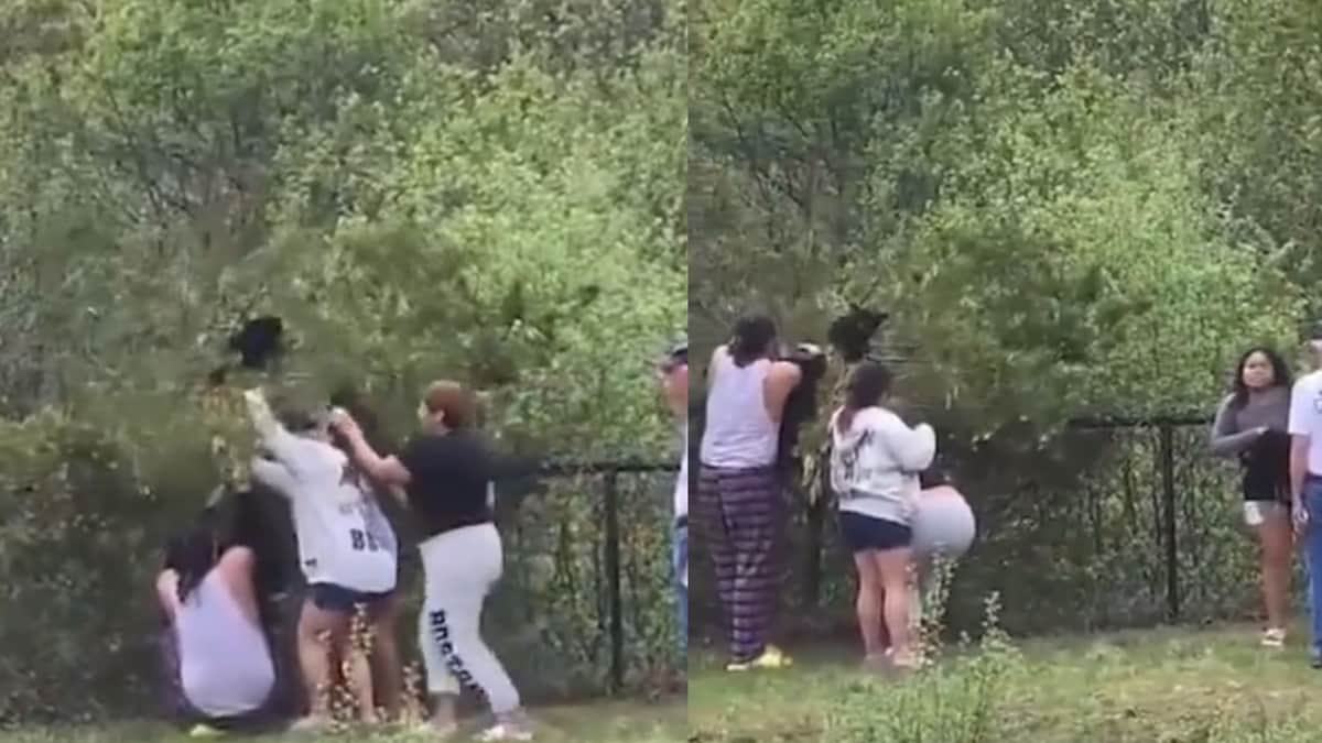 VIDEO: Personas son captadas agarrando cachorros de oso para tomarse fotos