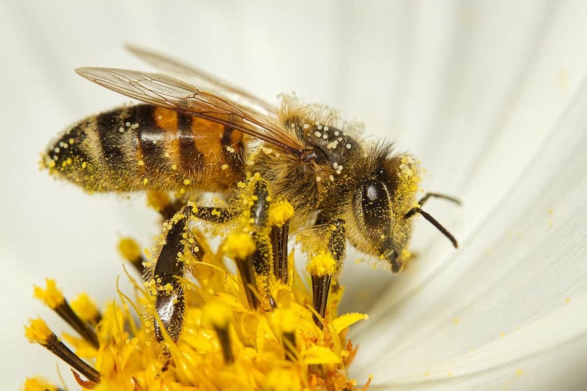 Reportan muerte masiva de abejas en Yucatán