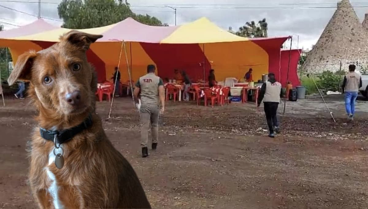 Detienen en Puebla a mujer que vendía tacos de carne enchilada de perro