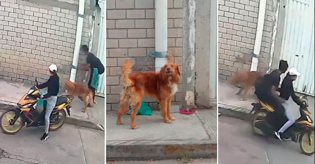VIDEO: Captan a una pareja abandonando un perrito en las calles de Puebla