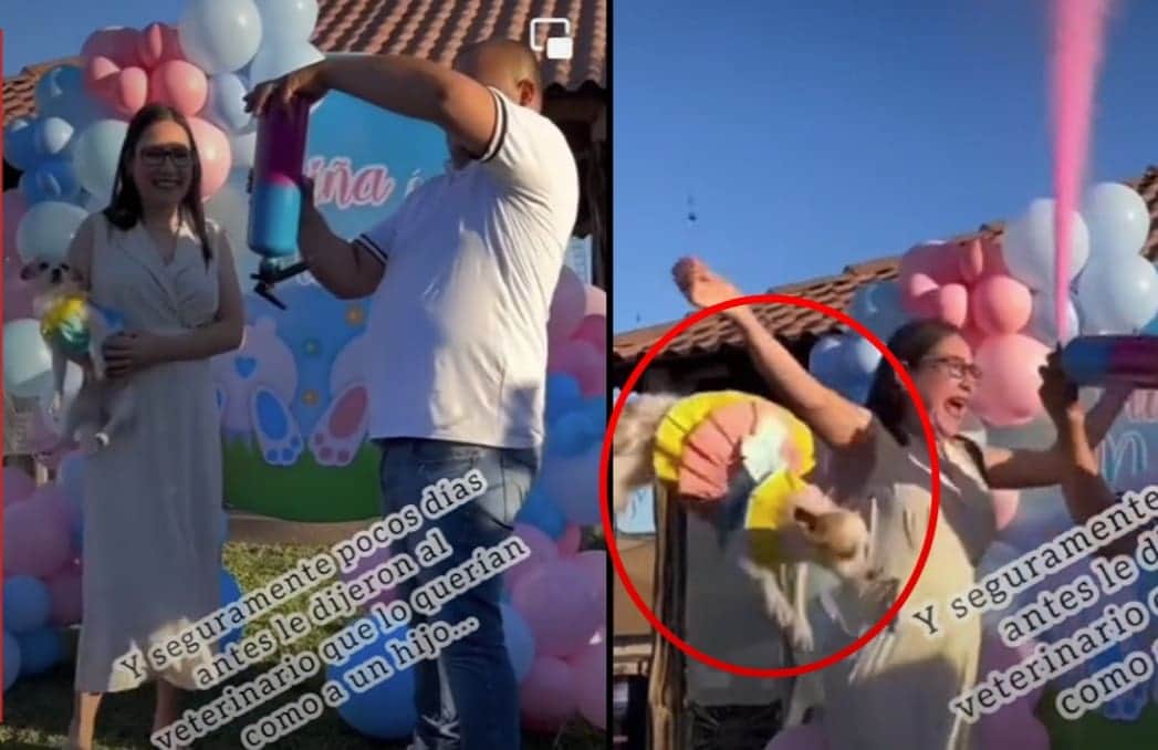 VIDEO: Critican a mujer por aventar a su perrito de la emoción en revelación de género