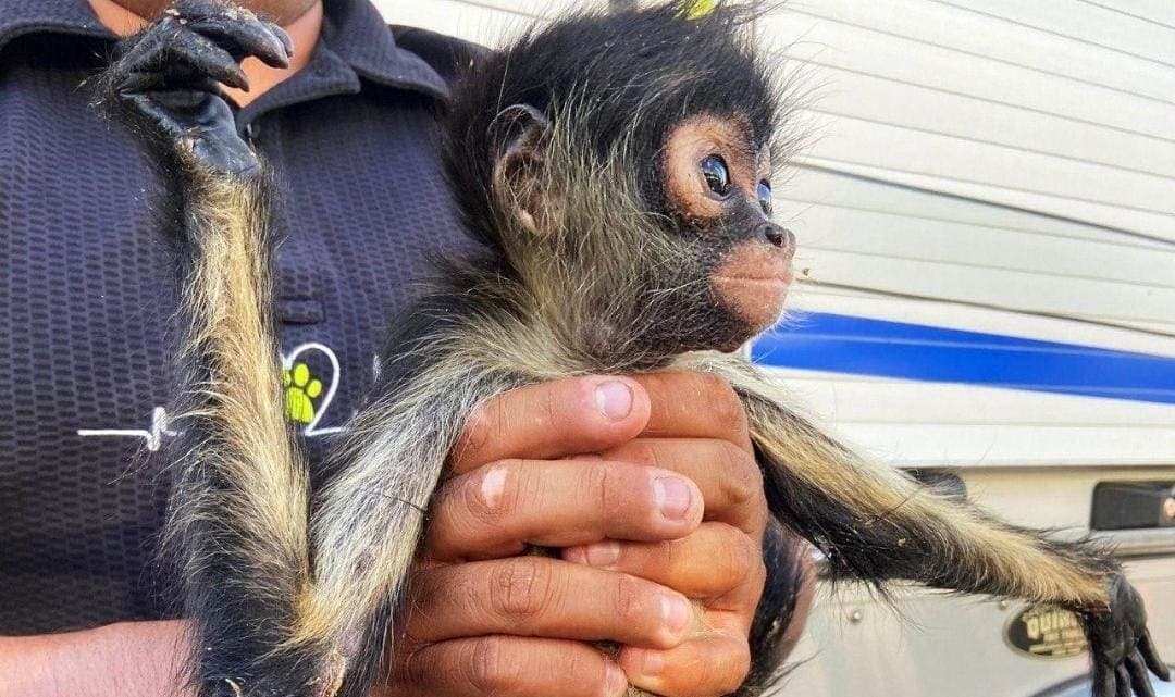 Detienen a una pareja por intentar vender un mono araña de manera ilegal en Querétaro