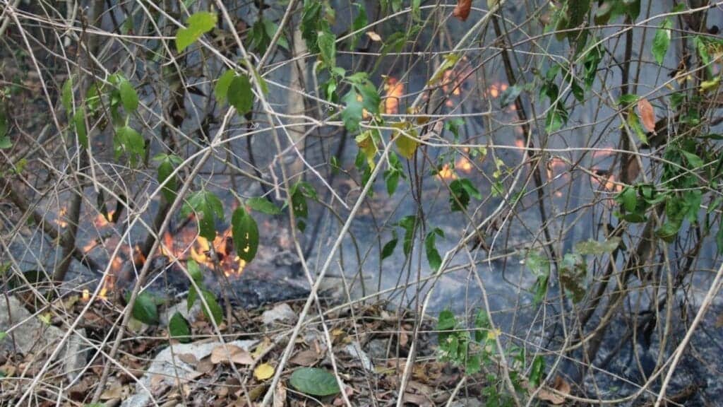 Extreme precauciones en temporada de incendios