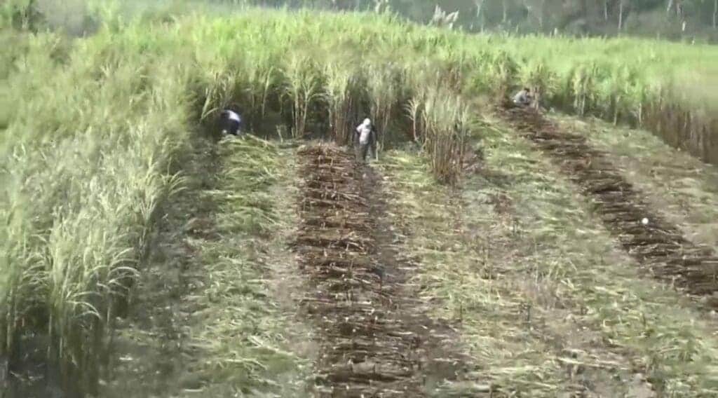 Quintana Roo y el gobierno federal trabajan para modernizar el cultivo de caña en la entidad