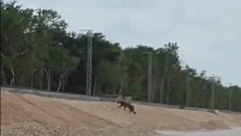Video: Captan a un jaguar cruzando las vías del tramo 5 del Tren Maya