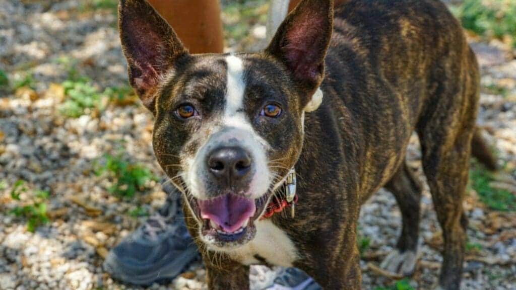 Invitan a adoptar a perros rescatados en pro de la salud pública