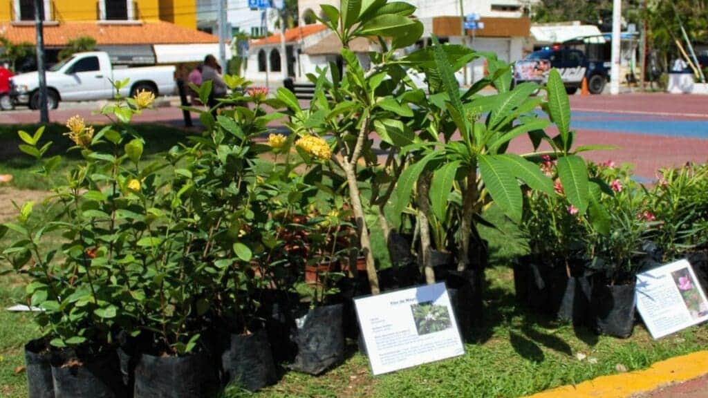 Participa en Kilo Verde y Croquetón 2024