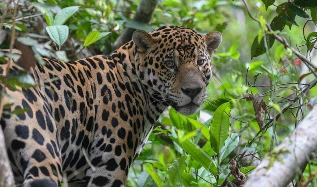 Video: Denuncian ambientalistas muerte de otro jaguar en carretera a Valladolid por falta de pasos de fauna