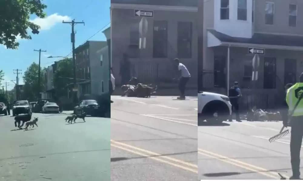 VIDEO: Policía dispara contra perros para salvar a un hombre en EEUU