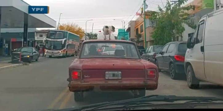 Video: Un conductor salió de paseo y llevó a su perro… en el techo del auto