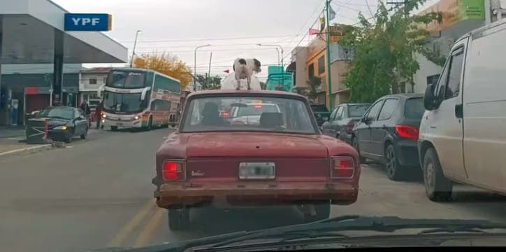 Video: Un conductor salió de paseo y llevó a su perro… en el techo del auto