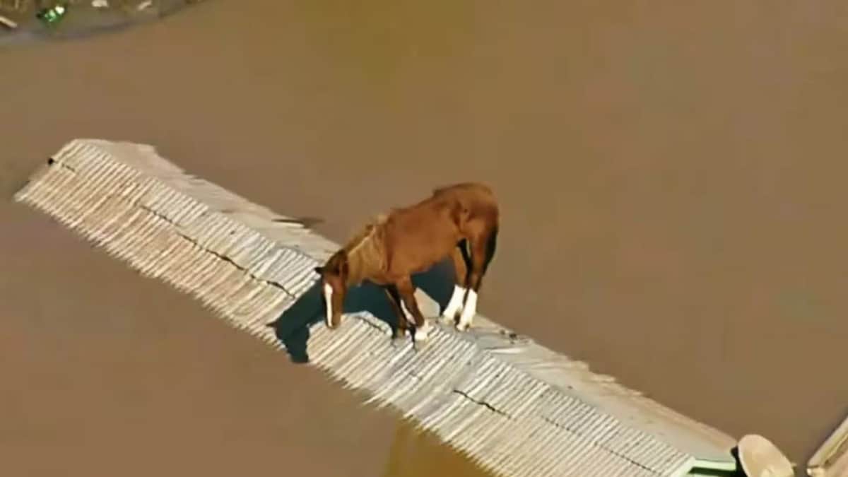 VIDEO: Caballo queda atrapado en el techo de una casa, en medio de las inundaciones en Brasil