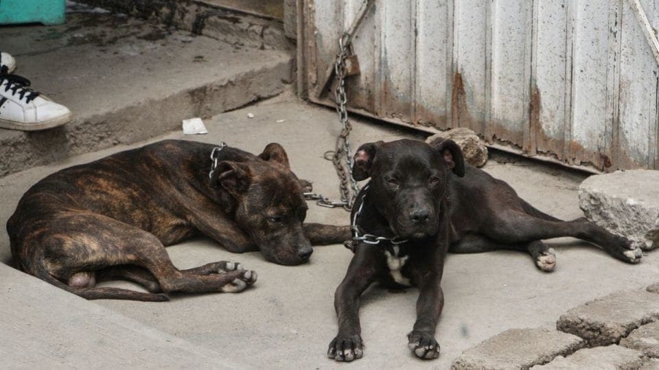 Perros se comen entre sí por falta de alimento en una casa de Iztacalco, CDMX; SSC los rescata