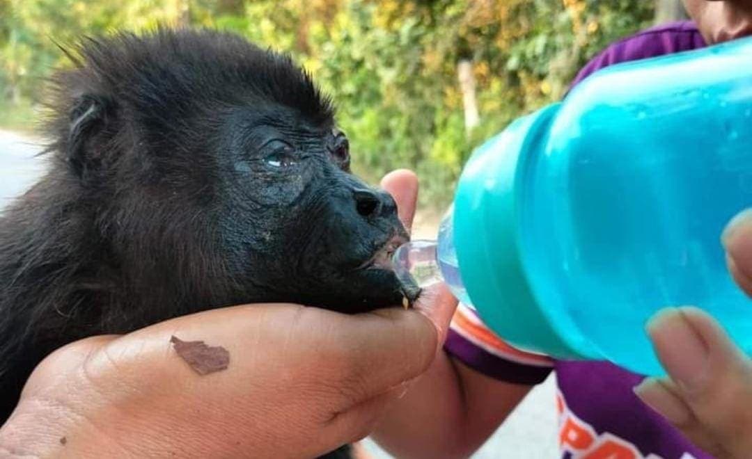 Video: Ola de calor ha causado la muerte de más de 70 monos en Tabasco y Chiapas