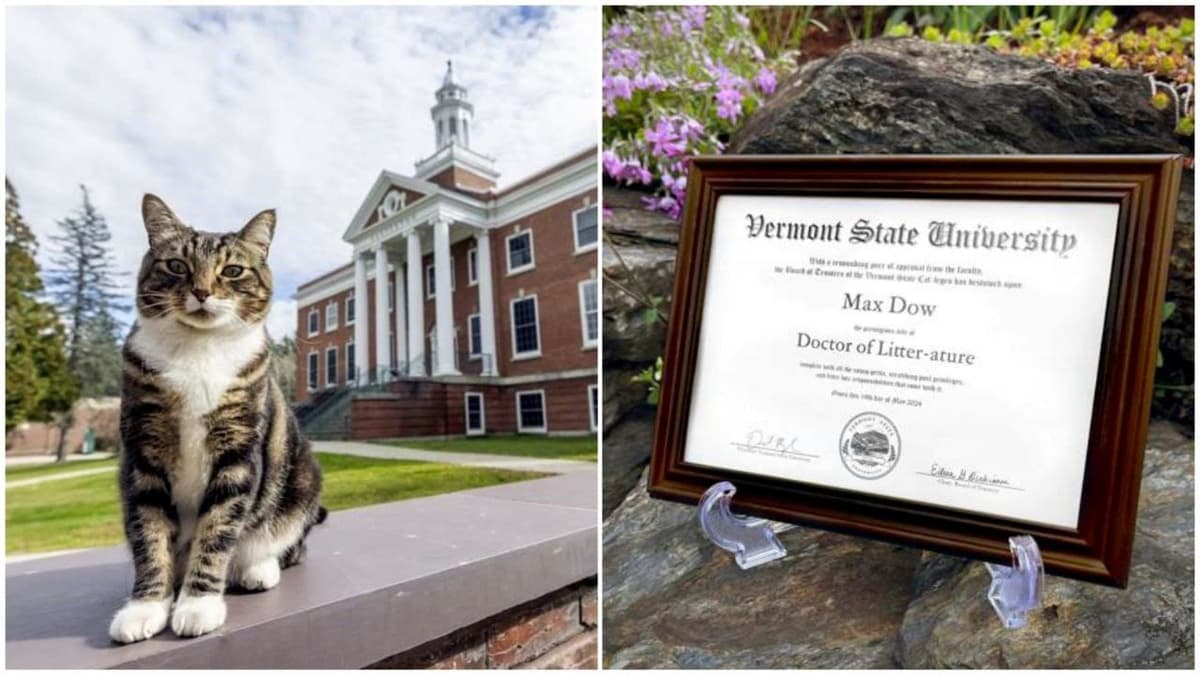 Universidad de EU otorga a un gato un doctorado honoris causa