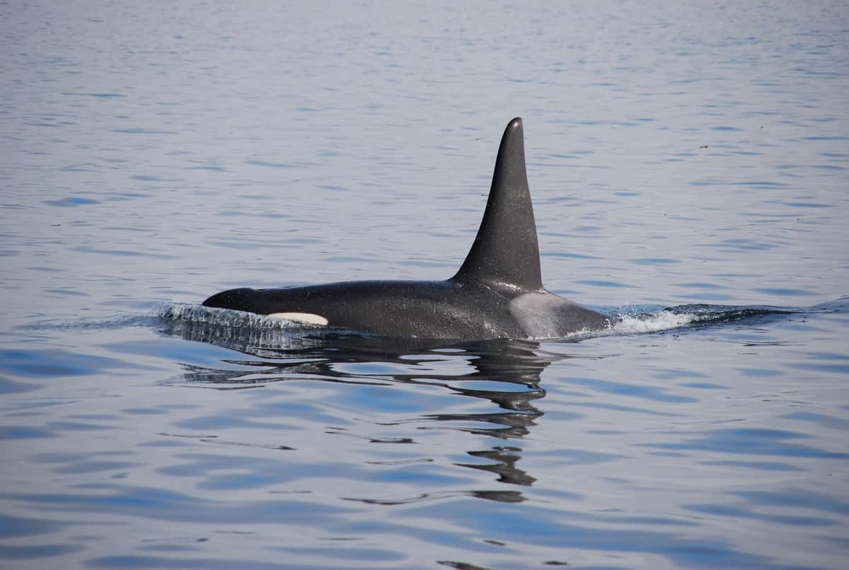 Video: Saltó desde un barco al mar para nadar con una orca y terminó multado