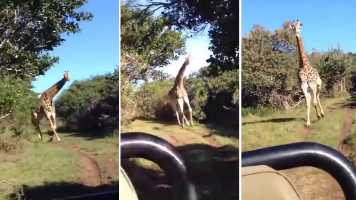 Video: Jirafa furiosa persigue a turistas en un safari y los aterroriza
