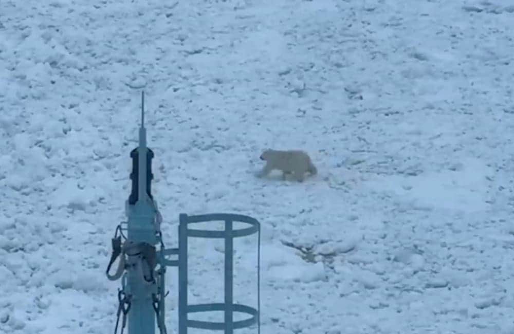 Video: Un oso polar obliga a parar a un rompehielos ruso en el Ártico